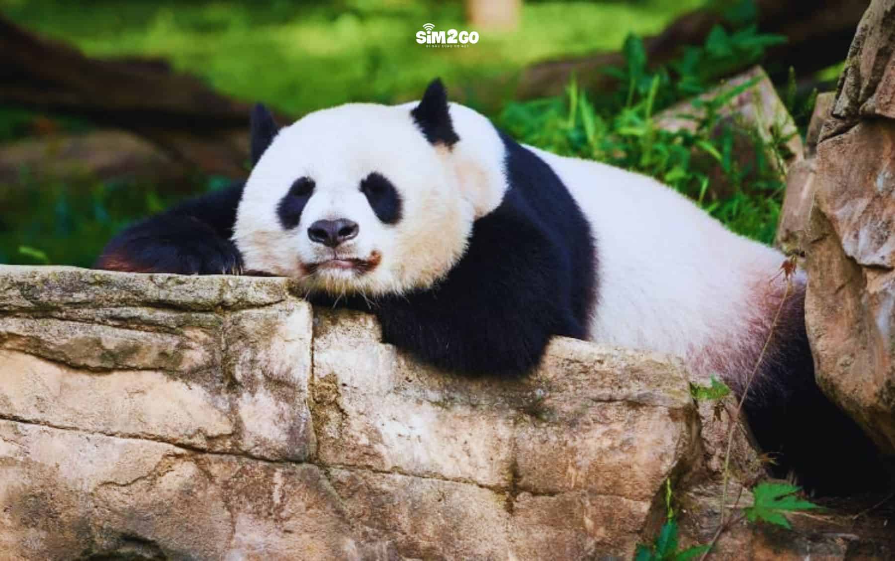 so-thu-dac-biet-noi-tieng-voi-nhung-chu-gau-truc-khong-lo-voi-duoi-uoi-va-gau-tui